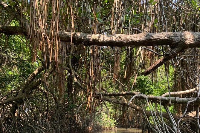 Mangrove Adventure - Bentota River and the mangrove maze