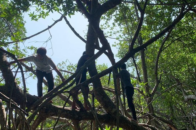 Mangrove Adventure - What you learn about coastal protection