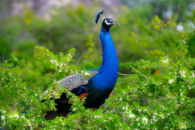 Minneriya Elephant Safari Drive From Trincomalee - The 5:00 AM start and the morning route