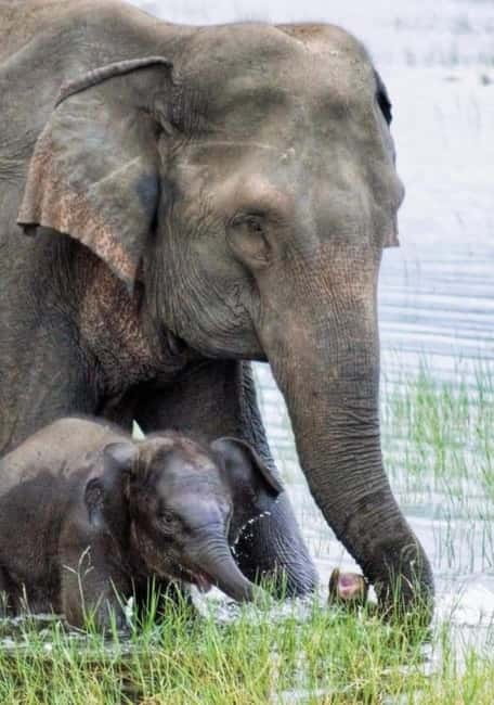 Minneriya Elephant Safari – Half-Day with Expert Tracker - Why Minneriya’s elephant gathering is the main event