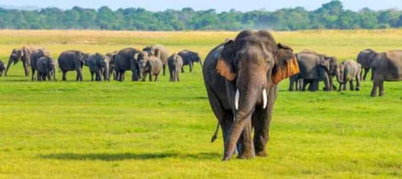 Minneriya Elephant Safari – Half-Day with Expert Tracker - Is $23 a good value?