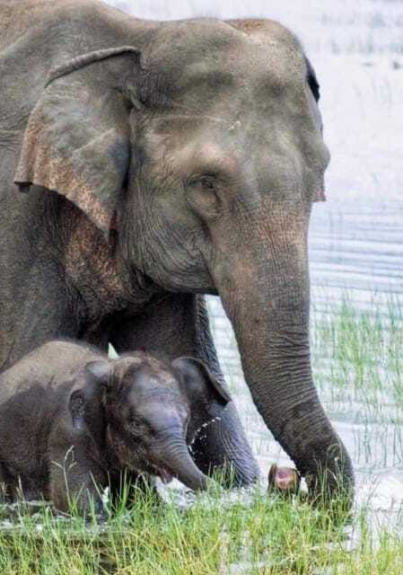 Minneriya Elephant Safari – Half-Day with Expert Tracker - My verdict on the Minneriya half-day safari