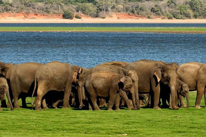 Minneriya Elephant Safari wth Sigiriya & Dambulla Cave Temples Full Day Tour - What the private guide adds