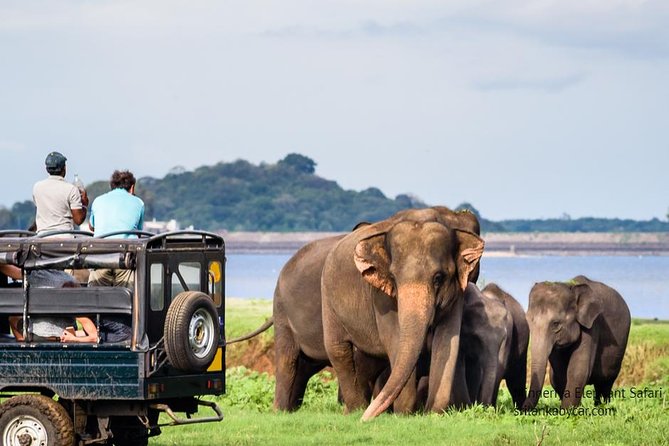 Minneriya Elephant Safari wth Sigiriya & Dambulla Cave Temples Full Day Tour - Who should book this full-day route?