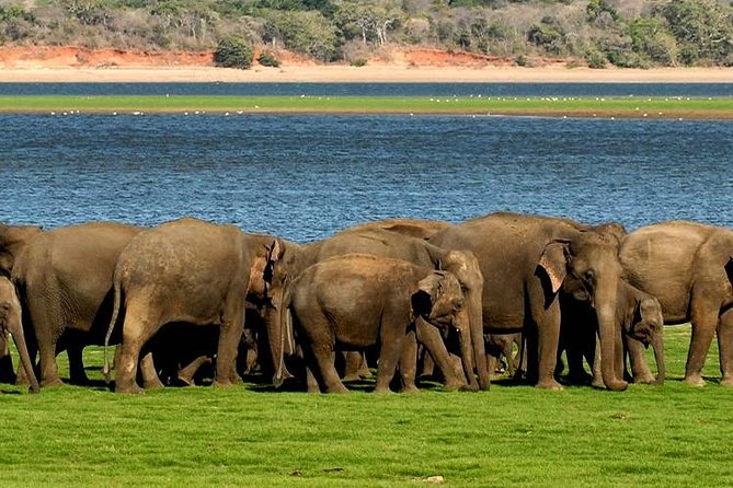 Minneriya Elephant Safari wth Sigiriya Lion Rock from Colombo - Key points at a glance