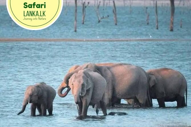 Minneriya Half Day Safari - Why the elephants are the star of this safari