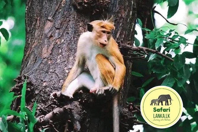 Minneriya Half Day Safari - The route: three wildlife areas, one half-day outing