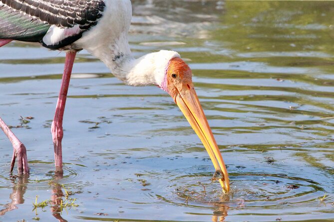 Minneriya Half Day Safari - What $33 includes, and what it does not