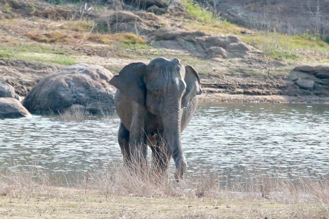 Minneriya Half Day Safari - Pickup at Hiriwadunna and the return to your starting point
