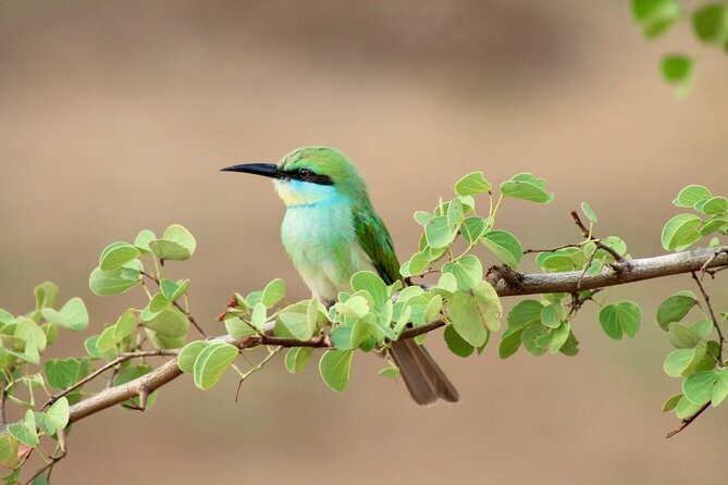 Minneriya Half Day Safari - Who will get the most from this safari
