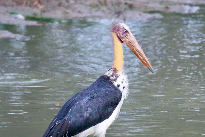 Minneriya Half Day Safari - Booking, cancellation, and a few useful checks