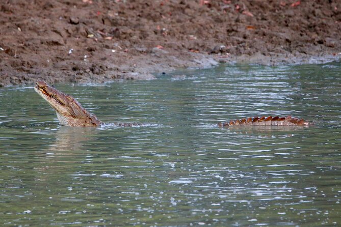 Minneriya Half Day Safari - Should you book the Minneriya Half Day Safari?