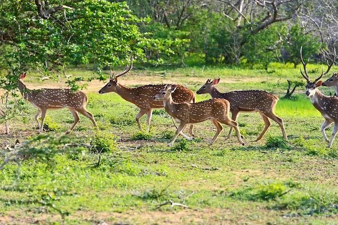 Minneriya Half Day Safari - What the three-and-a-half-hour schedule feels like
