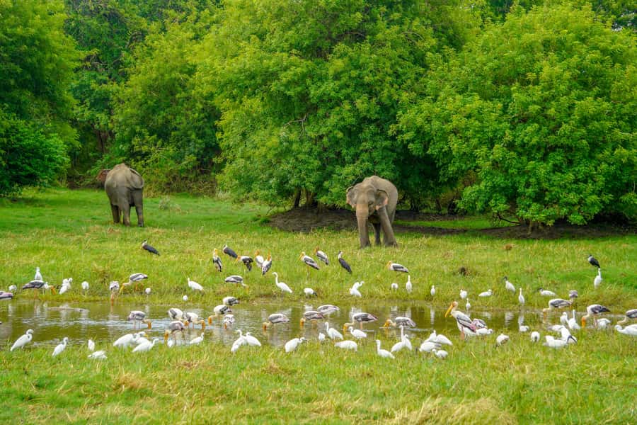 Minneriya: Minneriya National Park Private Elephant Safari - Key points to know before you book