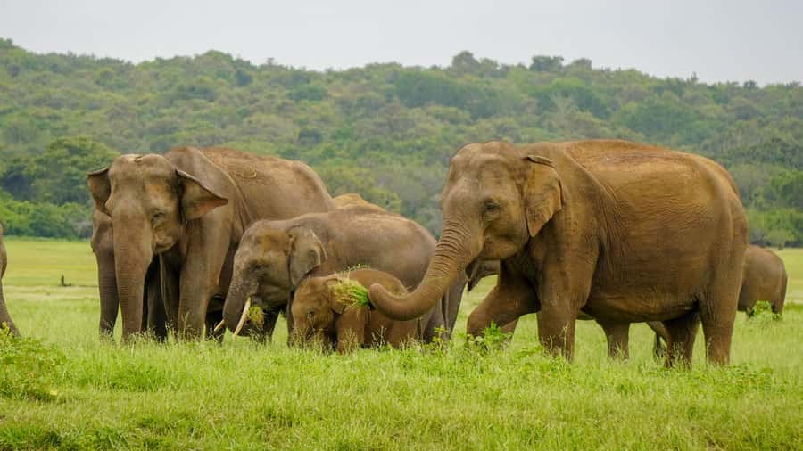 Minneriya: Minneriya National Park Private Elephant Safari - Should you book the Minneriya elephant safari?