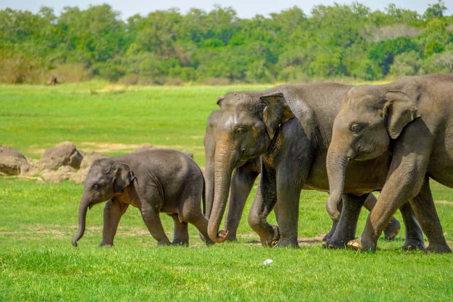 Minneriya: Minneriya National Park Private Elephant Safari - Why Minneriya’s elephants are worth the trip