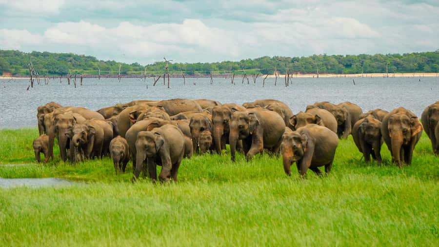 Minneriya: Minneriya National Park Private Elephant Safari - When Minneriya is crowded, consider Kaudulla