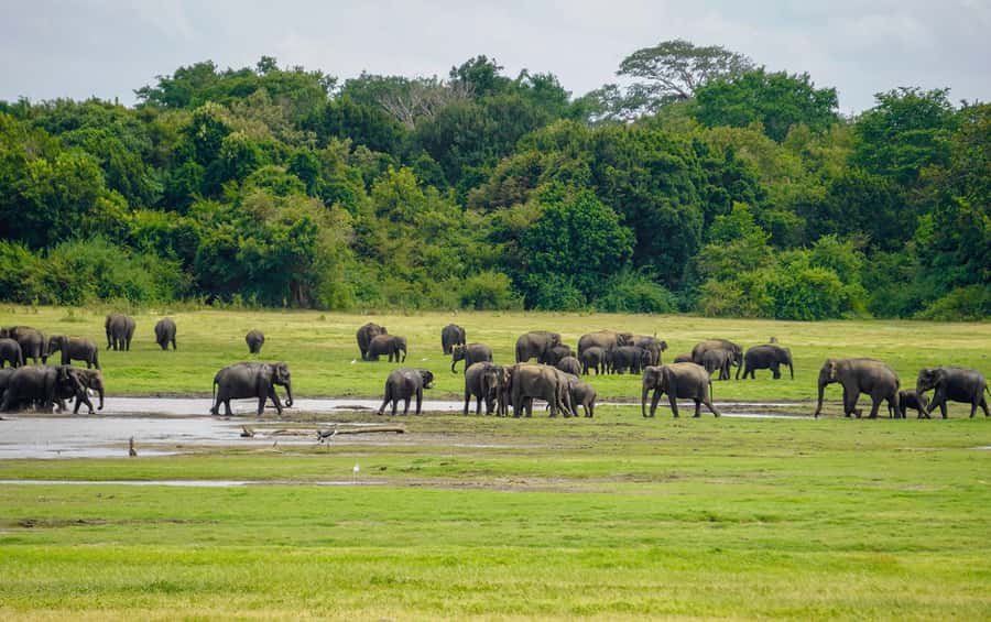 Minneriya: Minneriya National Park Private Elephant Safari - Wildlife beyond the elephants