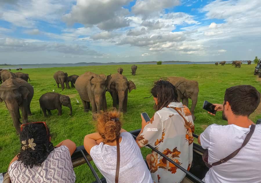 Minneriya: Minneriya National Park Private Elephant Safari - What the private format really offers