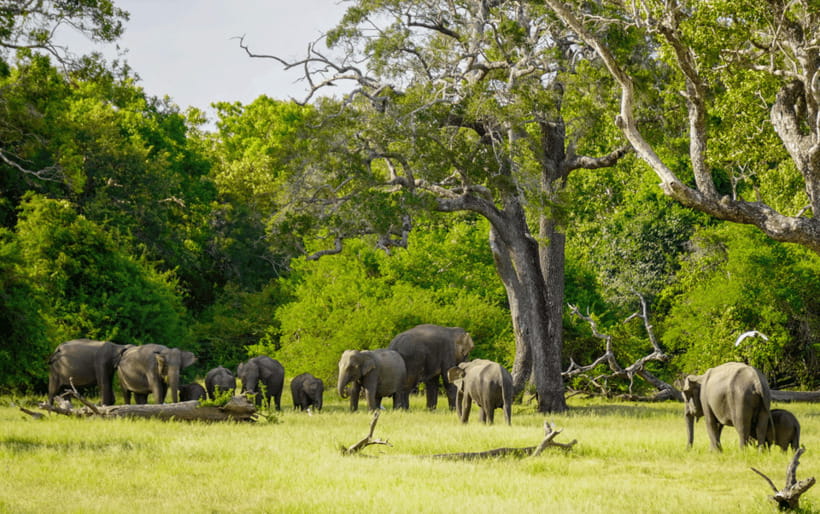 Minneriya: Minneriya National Park Private Elephant Safari - Price, entrance fees, and overall value