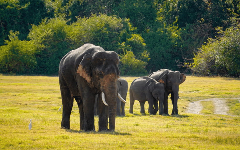 Minneriya: Minneriya National Park Private Elephant Safari - Comfort, clothing, and practical limits