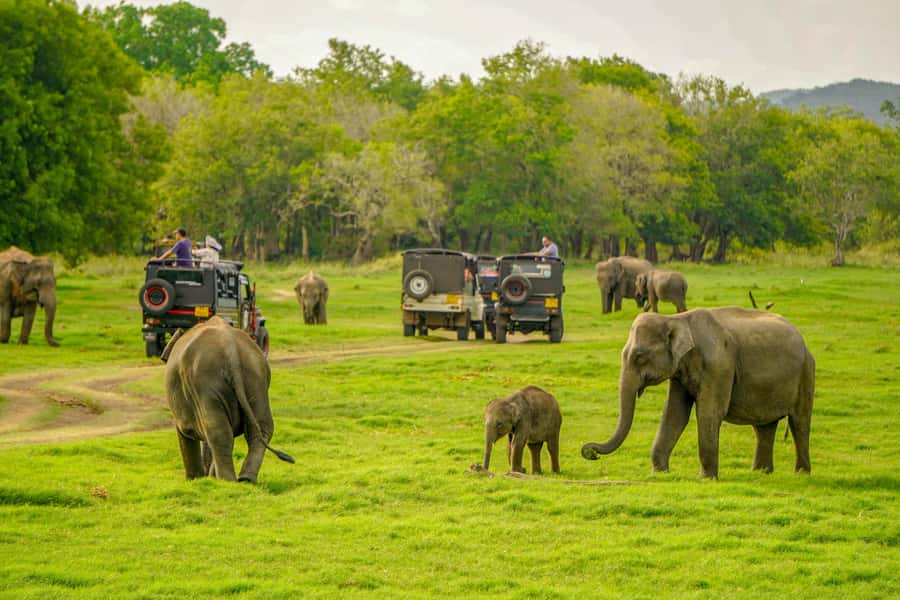 Minneriya: Minneriya National Park Private Elephant Safari - The four-hour jeep ride