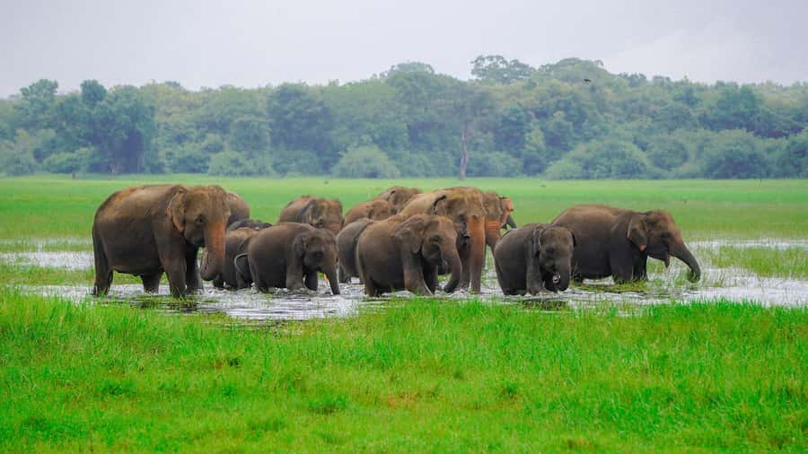 Minneriya: Minneriya National Park Private Evening Safari - What makes this safari worth your afternoon