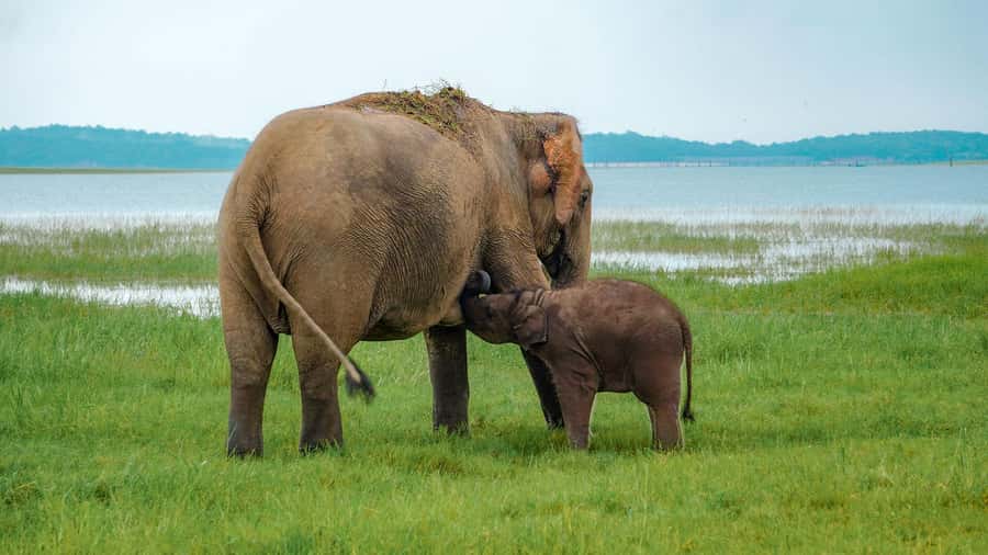 Minneriya: Minneriya National Park Private Evening Safari - Why Minneriya’s elephants are the big attraction