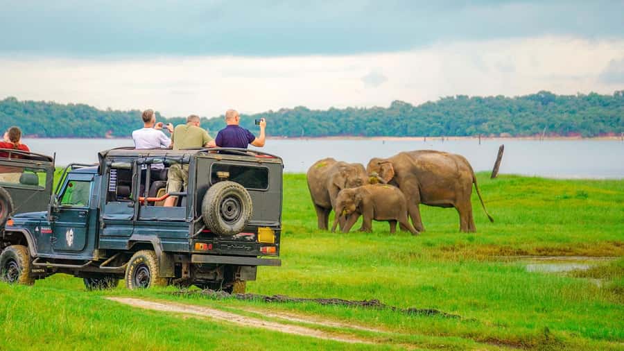 Minneriya: Minneriya National Park Private Evening Safari - A closer look at the elephant encounter