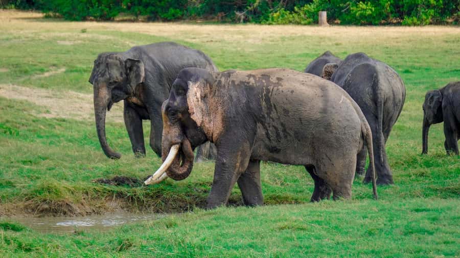 Minneriya: Minneriya National Park Private Evening Safari - How the private format changes the day