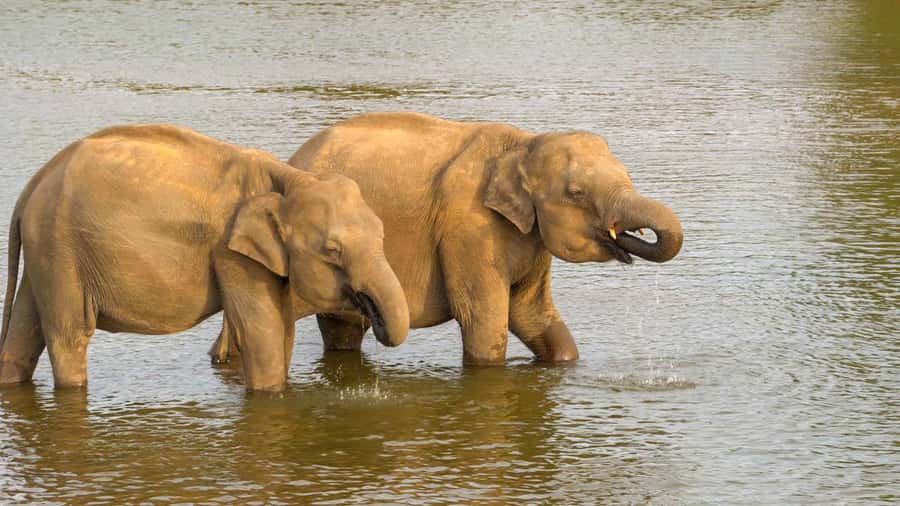 Minneriya: Minneriya National Park Private Evening Safari - A good fit for families, photographers, and first-time safari visitors