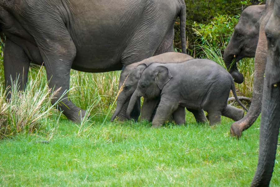 Minneriya: Minneriya National Park Private Evening Safari - Practical tips before you book