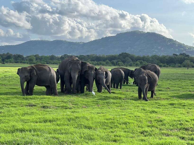 Minneriya: Minneriya National Park Private Jeep Safari - Key points to know