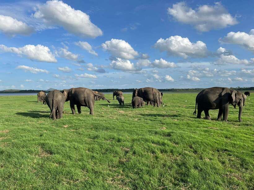 Minneriya: Minneriya National Park Private Jeep Safari - Why Minneriya’s elephants make this safari special