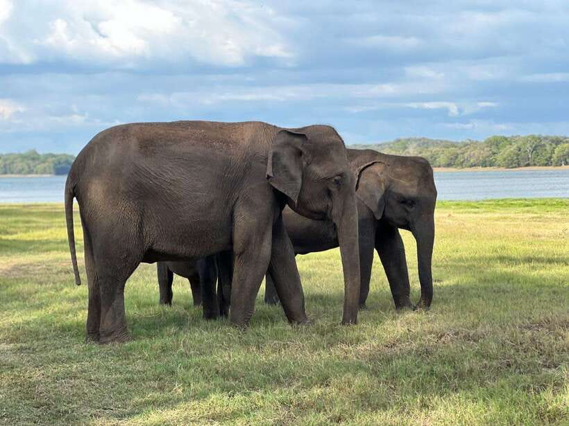 Minneriya: Minneriya National Park Private Jeep Safari - Choosing between a morning and evening safari