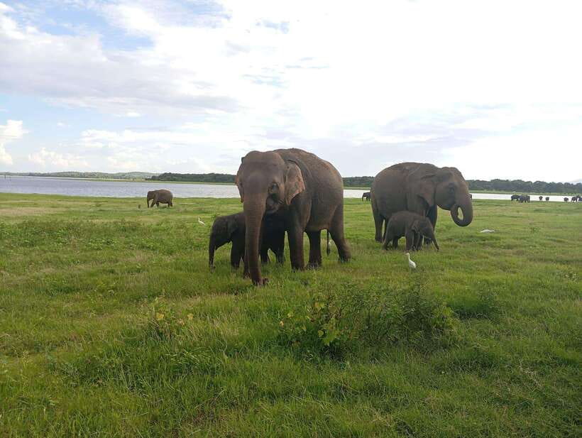 Minneriya: Minneriya National Park Private Jeep Safari - Wildlife beyond elephants