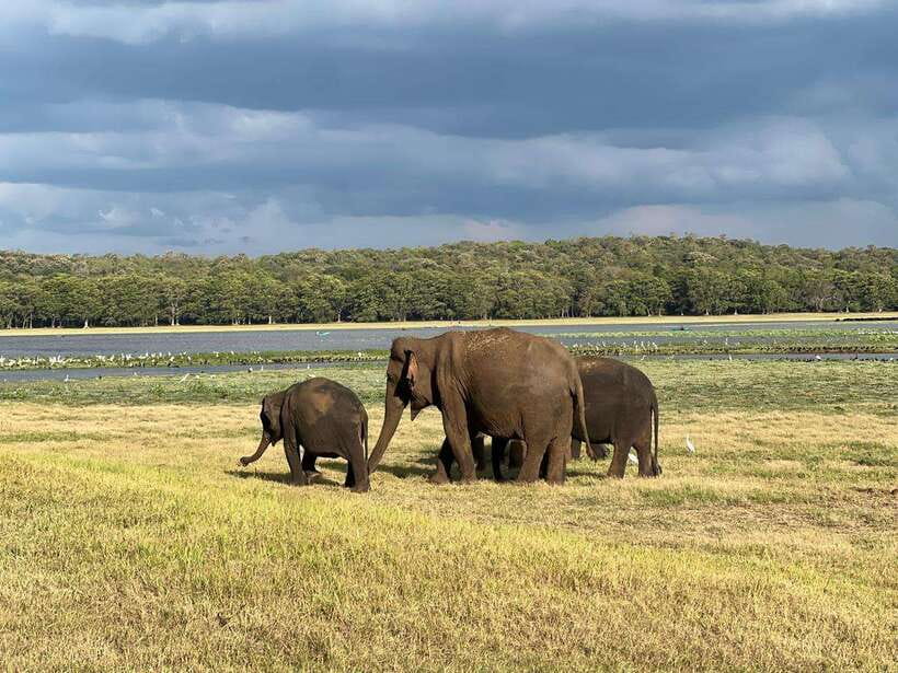 Minneriya: Minneriya National Park Private Jeep Safari - The price: good value, with extra costs to count