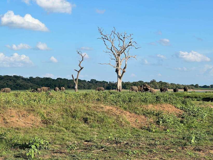 Minneriya: Minneriya National Park Private Jeep Safari - The park-change warning you should not ignore