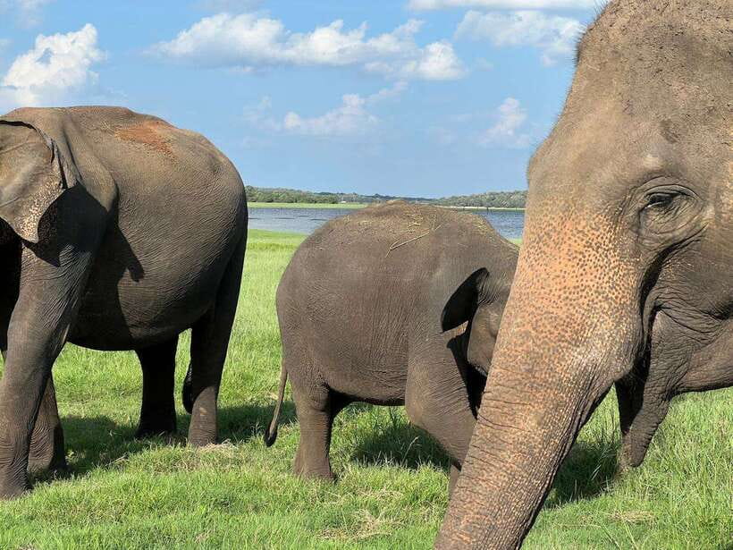 Minneriya: Minneriya National Park Private Jeep Safari - Who will enjoy this safari most