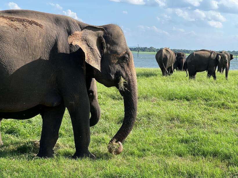 Minneriya: Minneriya National Park Private Jeep Safari - Practical advice before you set out