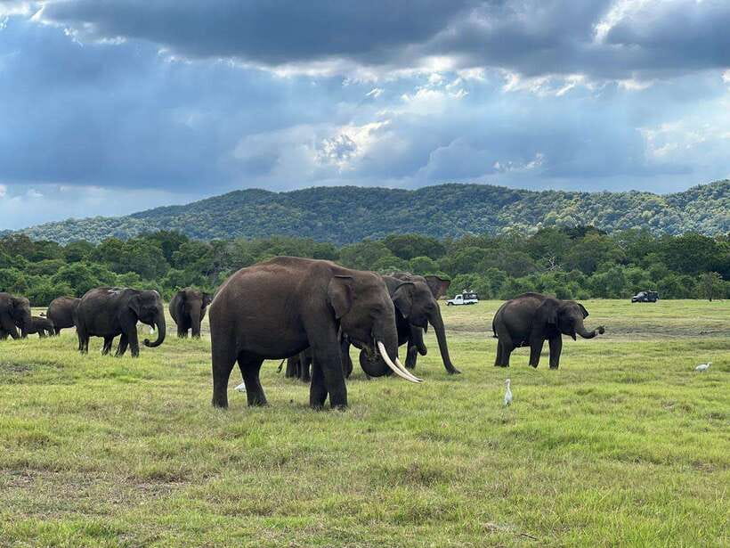 Minneriya: Minneriya National Park Private Jeep Safari - A private jeep and four hours on the road