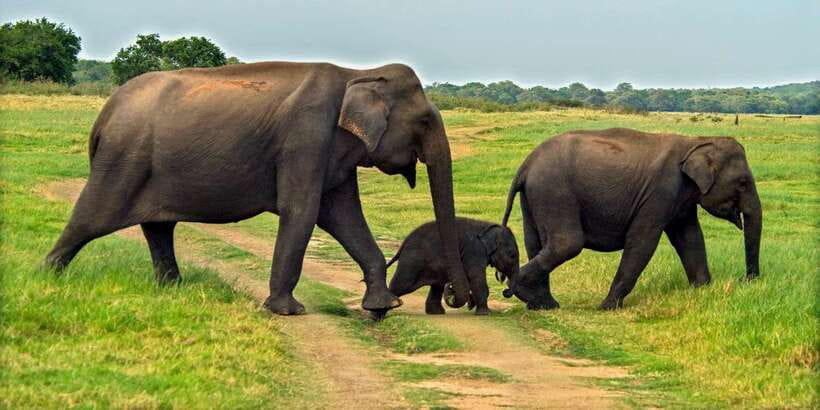 Minneriya: Minneriya National Park Private Safari - Key points at a glance
