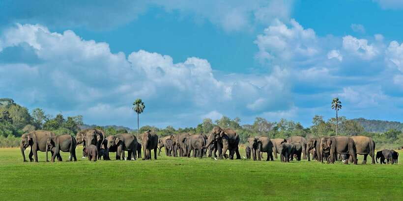 Minneriya: Minneriya National Park Private Safari - Why Minneriya attracts so many elephants