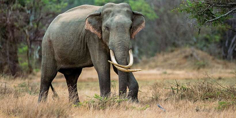 Minneriya: Minneriya National Park Private Safari - The private jeep is worth considering