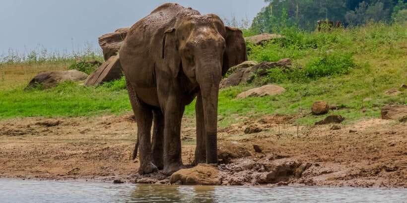 Minneriya: Minneriya National Park Private Safari - Wildlife beyond the elephants
