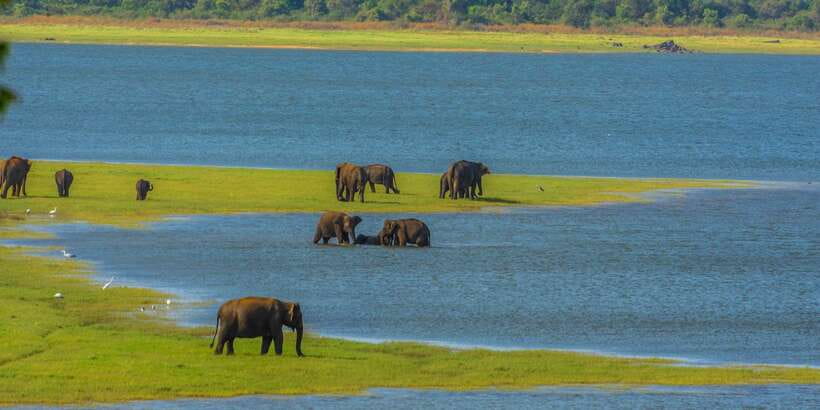 Minneriya: Minneriya National Park Private Safari - Price, entrance fees, and overall value