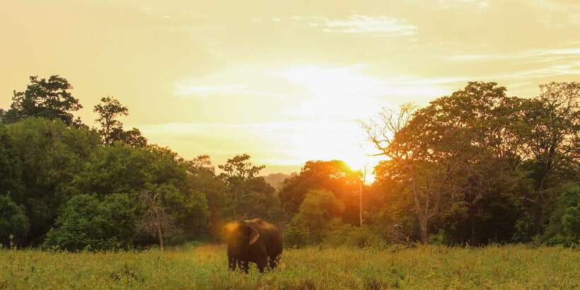 Minneriya: Minneriya National Park Private Safari - Guide quality makes the biggest difference