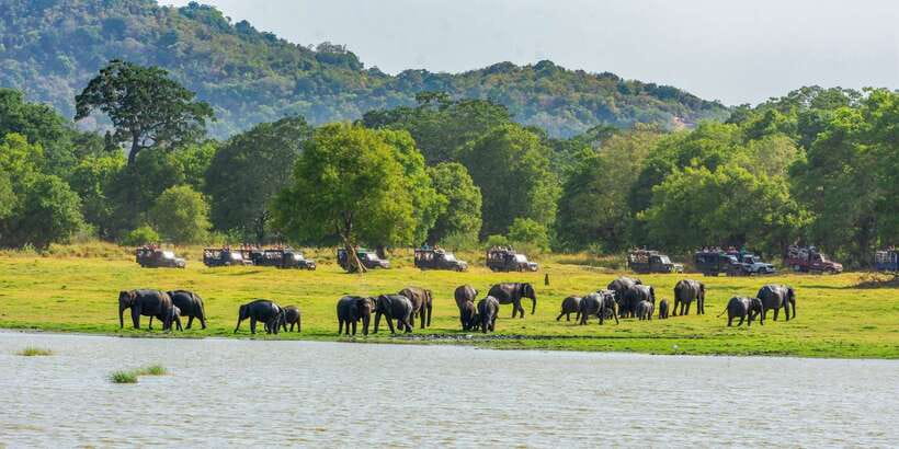 Minneriya: Minneriya National Park Private Safari - Practical things to bring