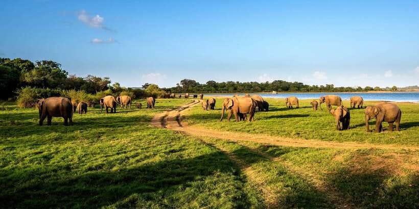 Minneriya: Minneriya National Park Private Safari - What the three-hour safari actually feels like