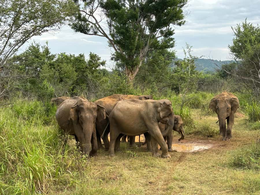 Minneriya National Park 4x4 jeep Safari Include Entrance Fee - Who should book this safari?